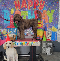 Canines In Action Academy, LLC - Photo 3 - Car repair in Edinburg, TX, McAllen