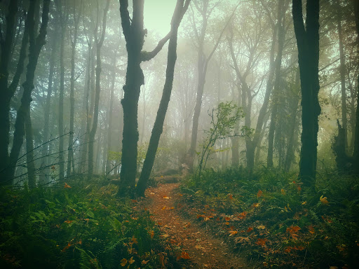 Park «Mount Talbert Nature Park», reviews and photos, 10945 SE Mather Rd, Clackamas, OR 97015, USA