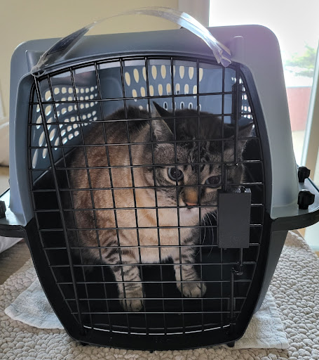 Pet Supply Store «Pet Food Express», reviews and photos, 3160 20th Ave, San Francisco, CA 94132, USA