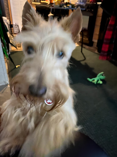 Pet Supply Store «Petco Animal Supplies», reviews and photos, 11 Cornerstone Square #200, Westford, MA 01886, USA