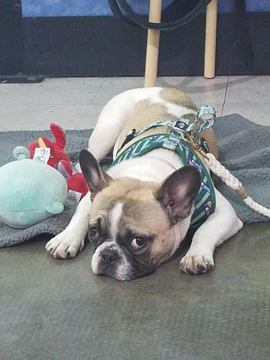 Pet Supply Store «PetSmart», reviews and photos, 2705 E Bidwell St, Folsom, CA 95630, USA