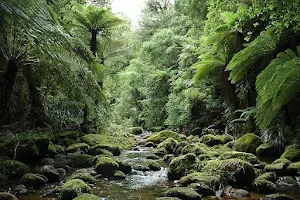 Kaimai-Mamaku Forest Park image