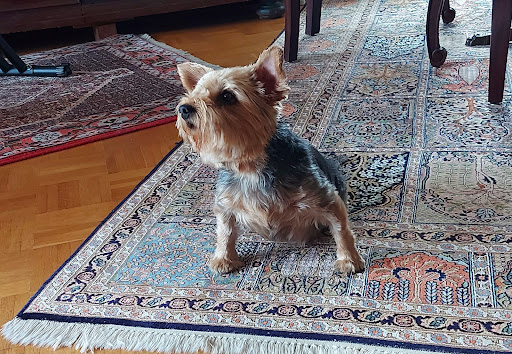 Dr. Isabel Röbbelen Tierarztpraxis unter Scharnebeck, Niedersachsen