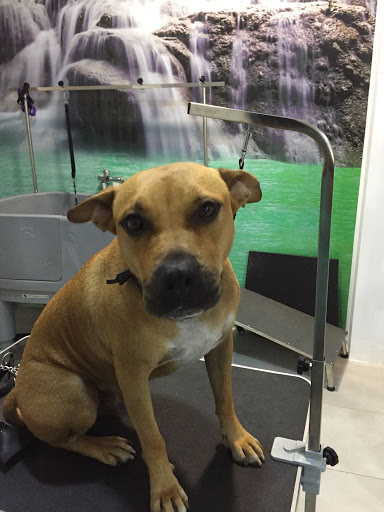 Veterinaria Happy Dog en Catarroja