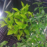 Photo n°2 de l'avis de pietro.p fait le 15/05/2021 à 21:52 sur le  Gily Bar Sas di Locci Manuela à Settimo San Pietro