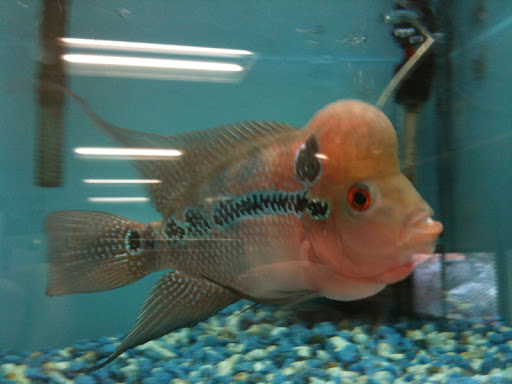 Pet Supply Store «PETNJOY - GARDENA», reviews and photos, 15515 Normandie Ave, Gardena, CA 90247, USA