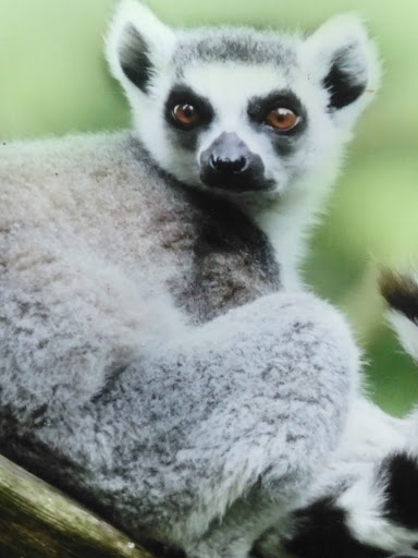 Zoo «Zoo in Forest Park and Education Center», reviews and photos, 293 Sumner Ave, Springfield, MA 01108, USA