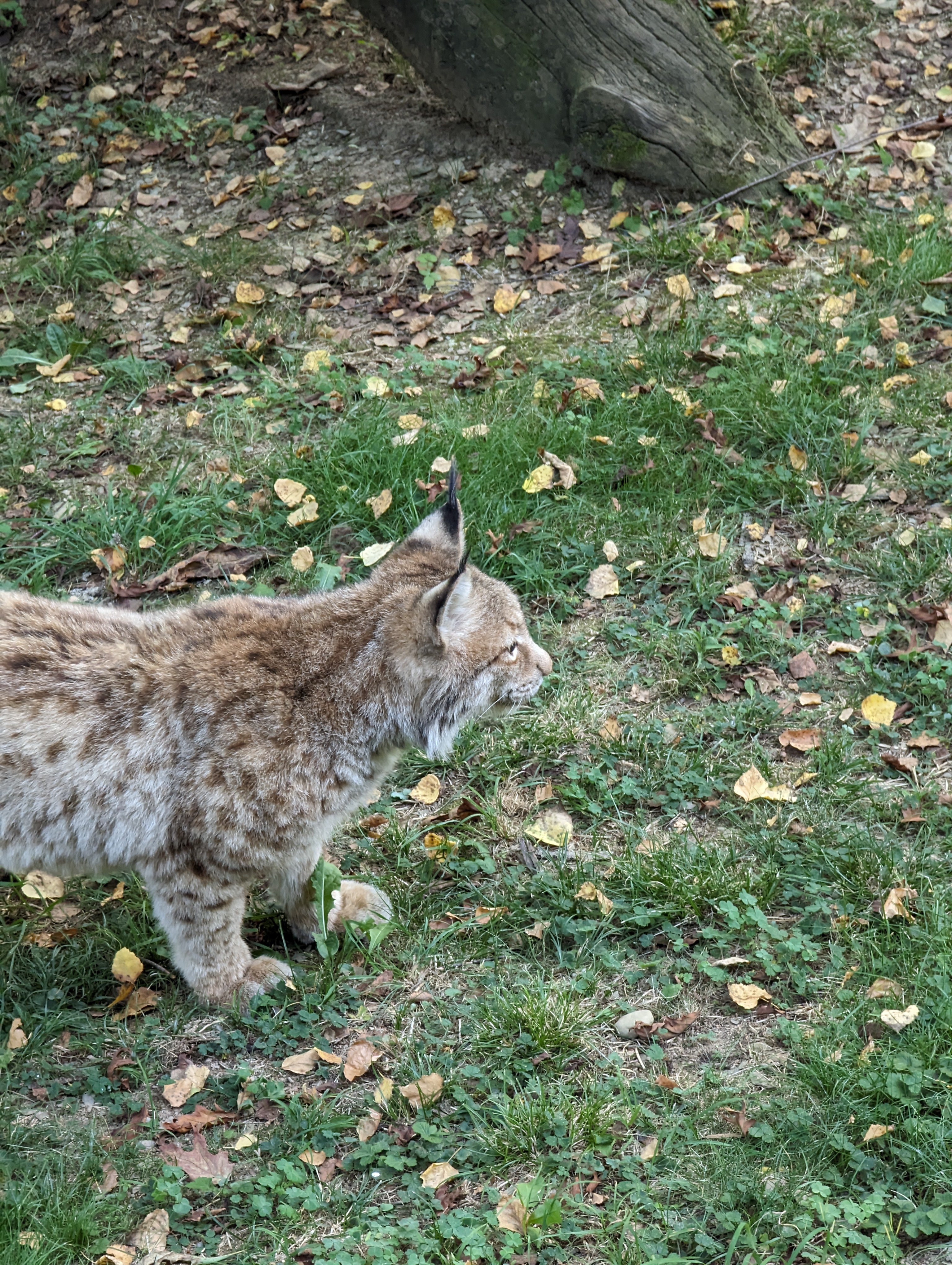 Photo n° 10 de l'avis de Thibaud.l fait le 10/10/2023 à 07:10