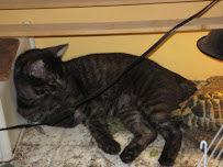 Comforts of Home Veterinary Services - Photo 7 - Car repair in , Madison