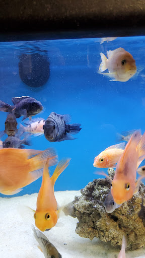 Pet Supply Store «Aquariums and Reptiles», reviews and photos, 11400 S Cleveland Ave, Fort Myers, FL 33907, USA