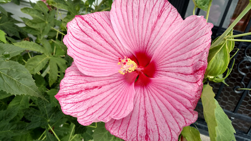 Dollar Store «FAMILY DOLLAR», reviews and photos, 300 Martin St, Greenville, OH 45331, USA