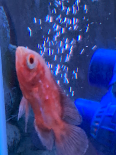 Pet Store «Southside Pet Shop», reviews and photos, 7031 Southside Dr, Louisville, KY 40214, USA