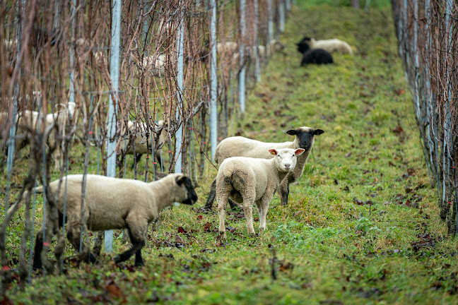 KLUS 177 - biodynamisches Weingut, Eventlocation - Bioladen