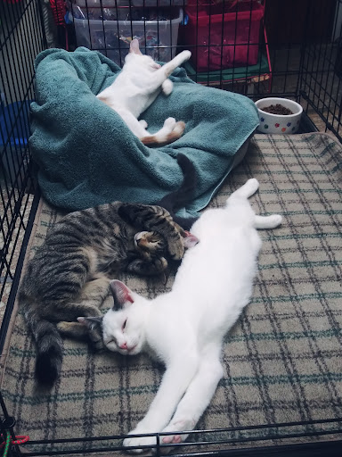 Pet Groomer «The Wagging Tail Pet Nutrition Center», reviews and photos, 337 U.S. 9, Cape May, NJ 08204, USA