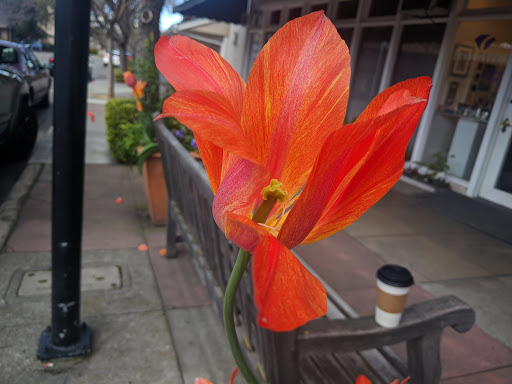 Coffee Shop «Red Berry Coffee Bar», reviews and photos, 145 Main St, Los Altos, CA 94022, USA