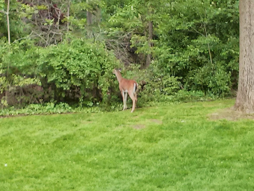 Country Club «North Hills Country Club», reviews and photos, 99 Station Ave, Glenside, PA 19038, USA