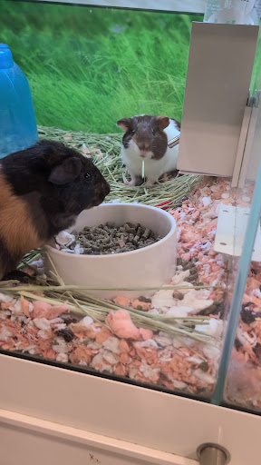 Pet Supply Store «PetSmart», reviews and photos, 5013 S Cleveland Ave, Fort Myers, FL 33907, USA