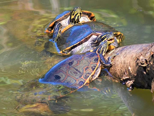 Park «Riverside Park», reviews and photos, 575 Riverside Rd, Roswell, GA 30075, USA