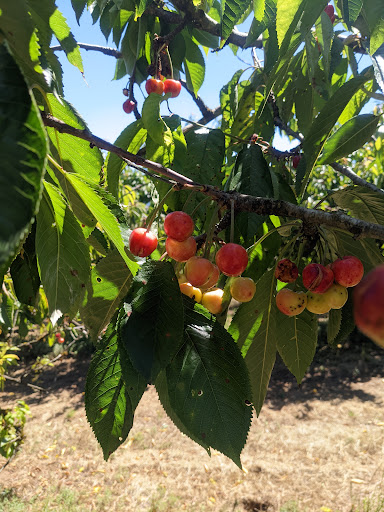 Farm «Eggers Acres», reviews and photos, 20400 NE Trunk Rd, Dundee, OR 97115, USA