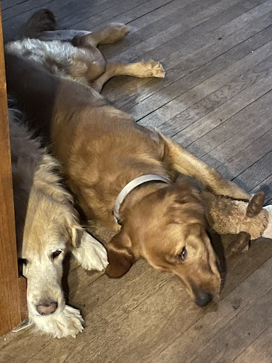 Pet Supply Store «Pet Supplies Plus», reviews and photos, 605 Grand Central Ave, Vienna, WV 26105, USA