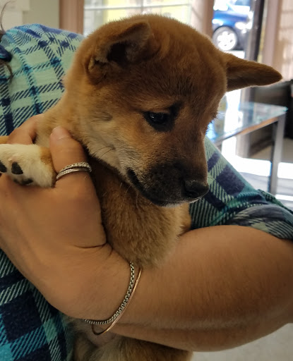 Pet Supply Store «Puppies N Stuff», reviews and photos, 12020 Melody Dr, Westminster, CO 80234, USA