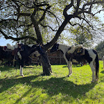 Photo n°2 de l'avis de Janina.a fait le 02/10/2023 à 11:07 sur le  Zum Brennerwirt à Wangen im Allgäu