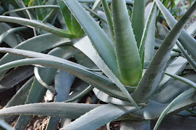 Vivero y Productos de derivados del Aloe Vera