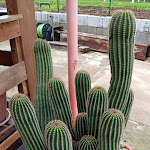 Photo n°10 de l'avis de antonio.e fait le 02/01/2024 à 14:28 sur le  Don Antonio - Pitaro Home Restaurant à Aprigliano