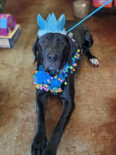 Pet Supply Store «Lucky Dog Outfitters», reviews and photos, 3411 6th Ave, Tacoma, WA 98406, USA