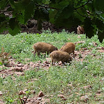 Photo n°5 de l'avis de R.. fait le 15/07/2023 à 06:55 sur le  Wildpark-Gaststätte Ehrengrund à Gersfeld