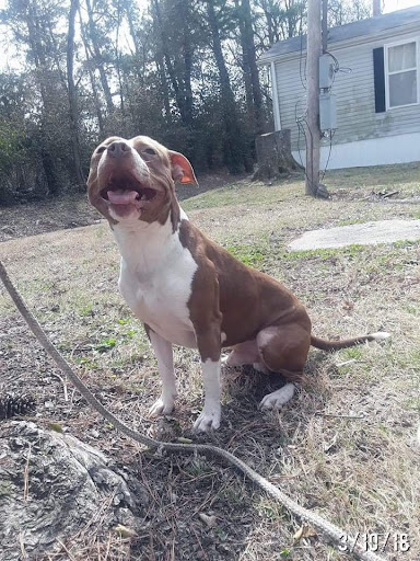 Pet Supply Store «Coral Reef», reviews and photos, 625 W Agency Rd, West Burlington, IA 52655, USA