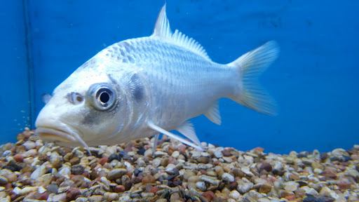 Pet Supply Store «Petco Animal Supplies», reviews and photos, 8966 S Broadway Ave #112, Tyler, TX 75703, USA