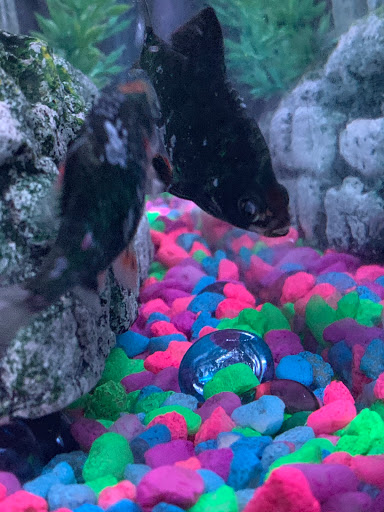 Pet Store «Southside Pet Shop», reviews and photos, 7031 Southside Dr, Louisville, KY 40214, USA