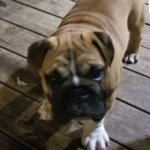 Pet Supply Store «Pet Supplies Plus», reviews and photos, 1031 Northwest Hwy, Garland, TX 75041, USA