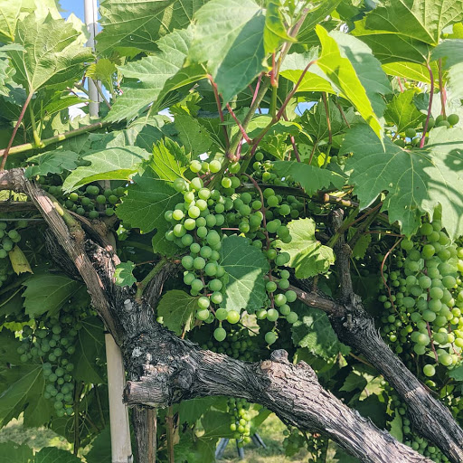 Winery «Boyden Valley Winery & Spirits», reviews and photos, 64 VT-104, Cambridge, VT 05444, USA