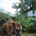 Photo n° 4 de l'avis de TCD.u fait le 20/08/2023 à 19:21 pour Zoo d'Amnéville à Amnéville