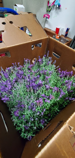 Grocery Store «Grocery Outlet Bargain Market», reviews and photos, 8221 Martin Way E, Lacey, WA 98516, USA