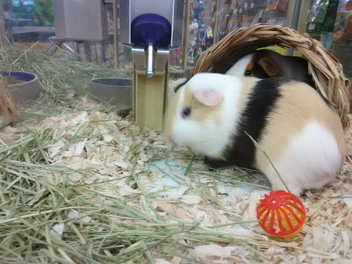 Pet Supply Store «Pet Supermarket», reviews and photos, 465 State Rd 13, Fruit Cove, FL 32259, USA