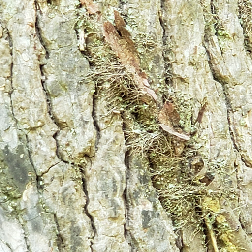 National Park «Greenbelt Park», reviews and photos, 6565 Greenbelt Rd, Greenbelt, MD 20770, USA