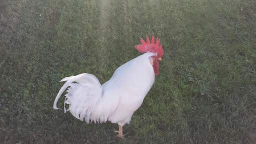 Park «Gamebird Park», reviews and photos, 1500 Mallard Ave, Springfield, OR 97477, USA