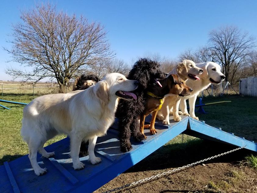 Dog Boarding and Training
