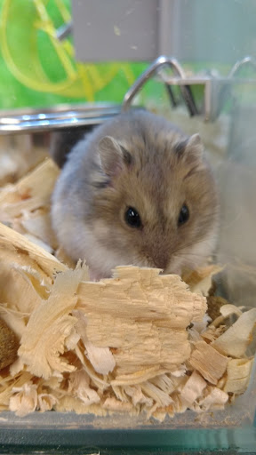 Pet Store «PetSmart», reviews and photos, 2211 Barrett Dr, Greenfield, IN 46140, USA