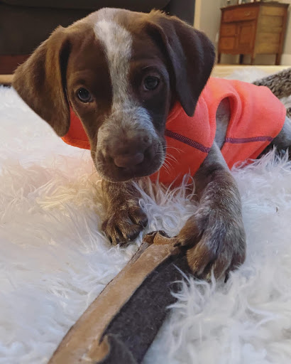 Pet Supply Store «Pets Naturally», reviews and photos, 1420 W South Airport Rd, Traverse City, MI 49686, USA