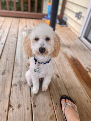 Pet Groomer «Tidy Dog Pet Supply & Salon», reviews and photos, 2612 Lebanon Pike A, Nashville, TN 37214, USA