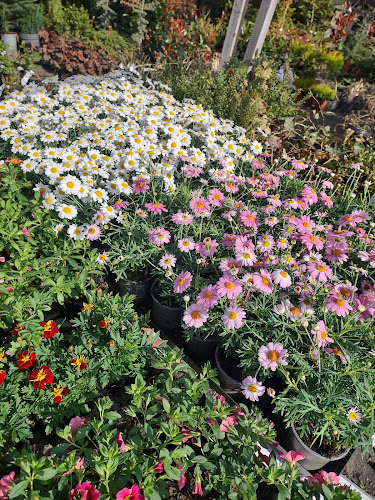Telefonnummer for Toms Blomster