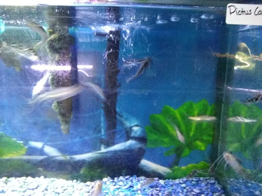 Tropical Fish Store «Delta Pet Center LLC», reviews and photos, 1370 Corporate Square Blvd, Slidell, LA 70458, USA