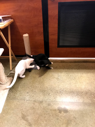 Pet Supply Store «PetSmart», reviews and photos, 9905 E Independence Blvd, Matthews, NC 28105, USA