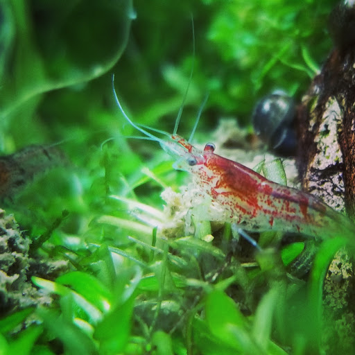 Pet Supply Store «Arcata Pet», reviews and photos, 600 F St #6, Arcata, CA 95521, USA