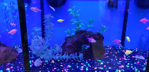 Petco image