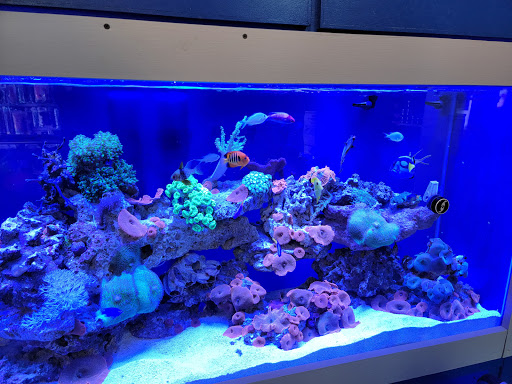 Pet Store «Aquarium Designs», reviews and photos, 15229 San Pedro Ave, San Antonio, TX 78232, USA